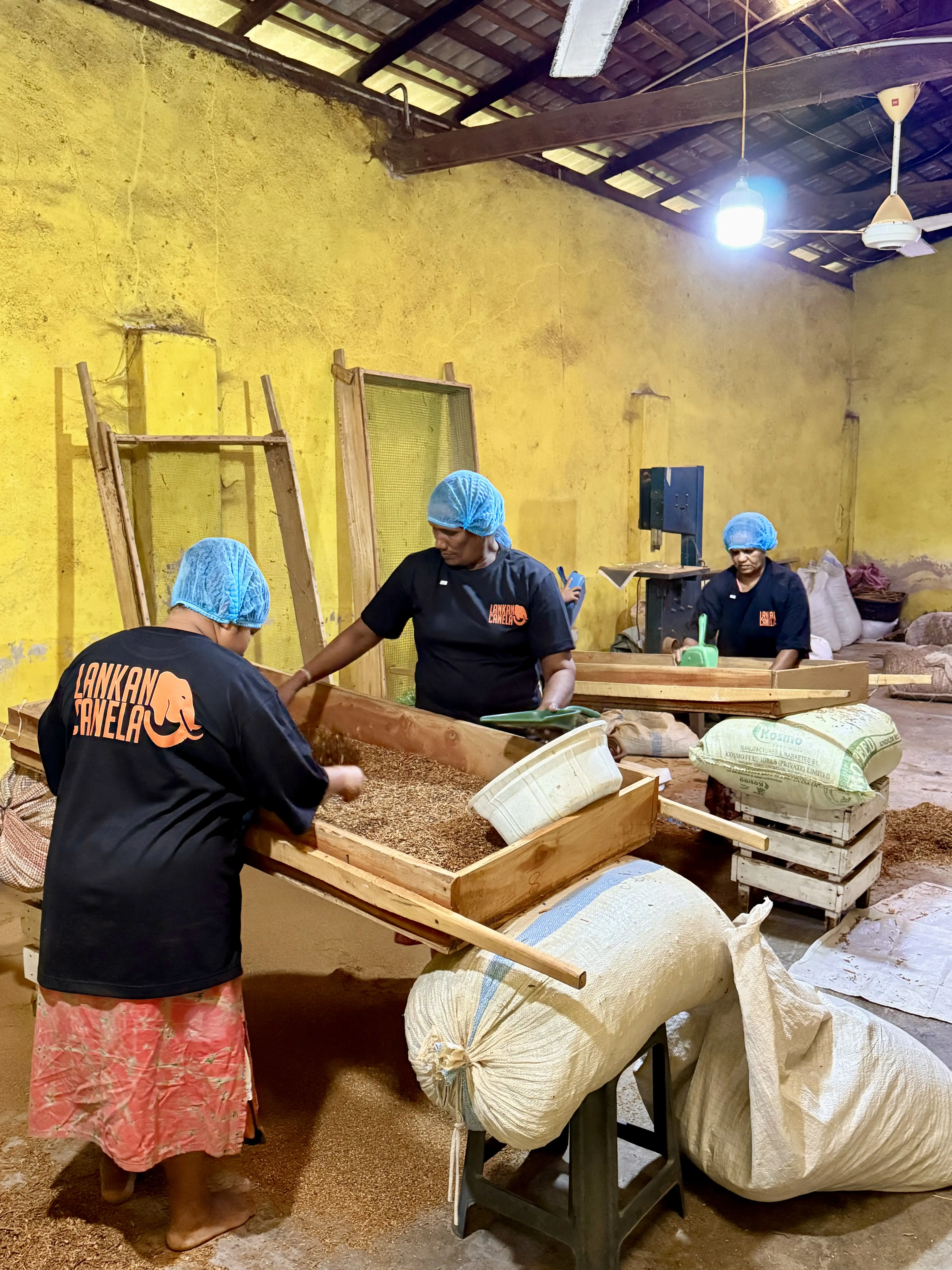 Three female workers, wearing blue hairnets and black "Lankan Canela" T-shirts, process cinnamon inside a facility with yellow walls. In the foreground, two women use large wooden sieves to sift and sort cinnamon chips, while large sacks of harvested product sit on the floor ready for processing.